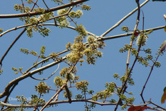 Combretum albidum var. albidum
